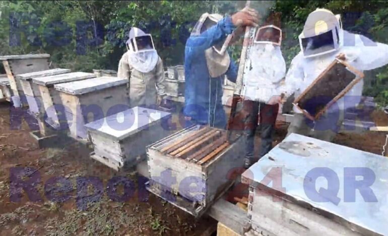 Apicultores esperan buenos cultivos de miel este 2024 en FCP